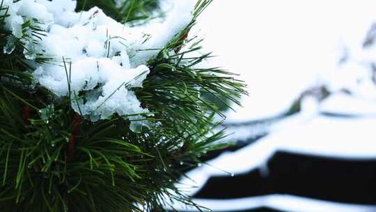 冬天唯美雪景绿叶红花上的雪