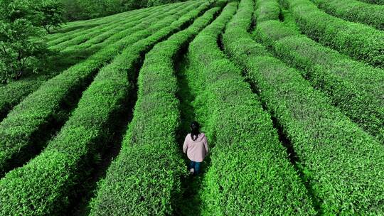 晴天茶园茶海茶山航拍