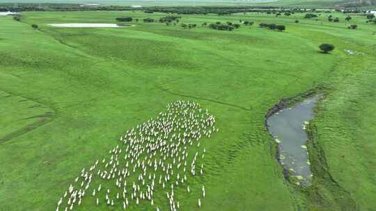 呼伦贝尔牧场草地羊群