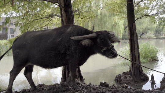 家养牲畜牦牛4K视频素材