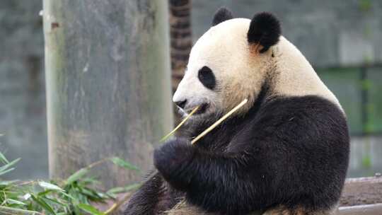 大熊猫啃竹子