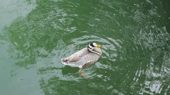 鸭子斑头雁在水中游动休息视频素材模板下载