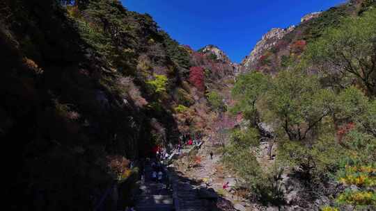 泰山对松山的秋色