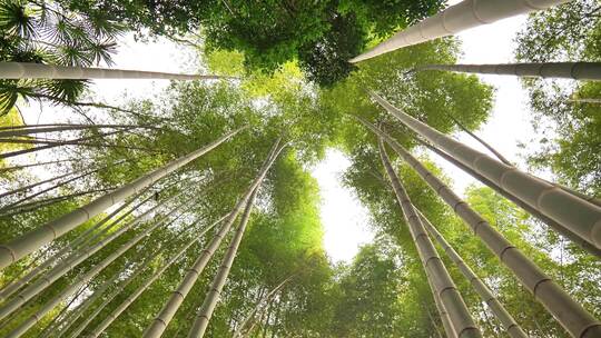 大自然风景美丽的竹海竹林竹子枝繁叶茂