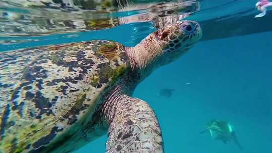 海龟觅食