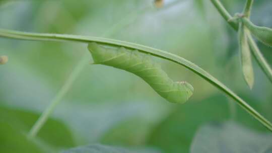 豆虫养殖豆天蛾农业养殖大棚