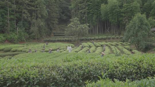 采茶 茶叶 制茶视频素材模板下载