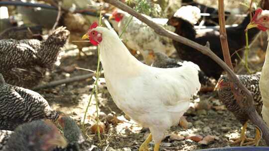 农村散养鸡 健康鸡肉 鸡蛋视频素材模板下载