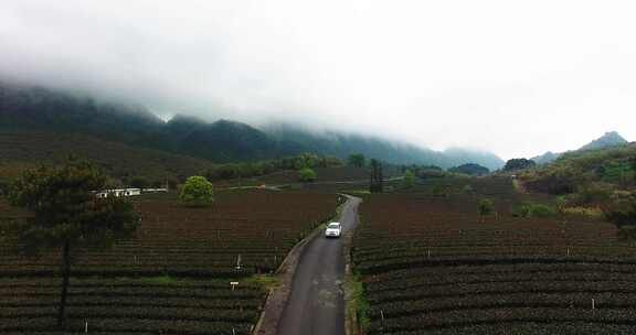 航拍车辆在茶园道路行走