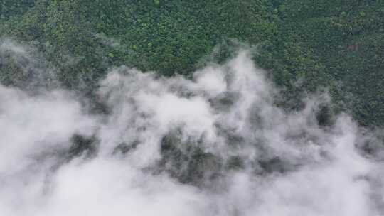 海南乐东县尖峰岭国家森林公园热带雨林