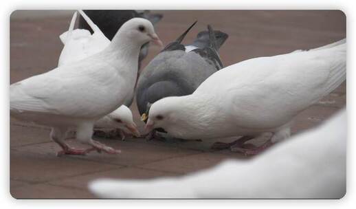 鸽子吃食升格LOG素材