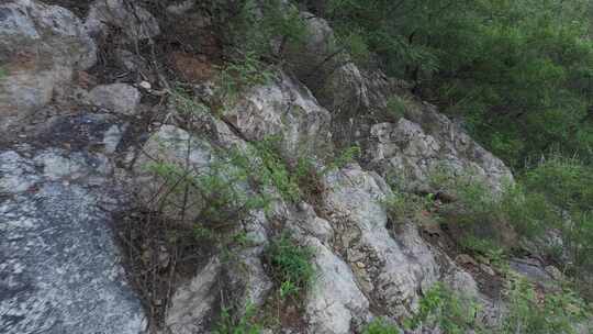 大树 植物 森林绿色 环保 树木 氧吧 航拍