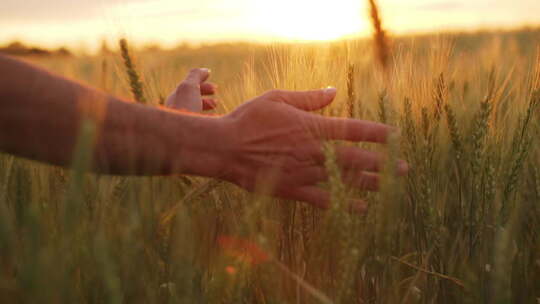 手触摸小麦意境