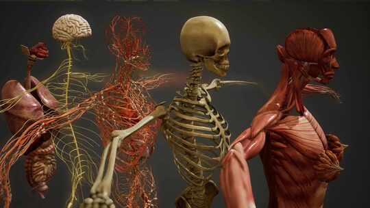 人体解剖学插图素材第1页