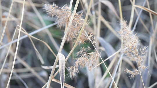 芦苇 禾本科 花 干芦苇 被子植物 芦苇毛