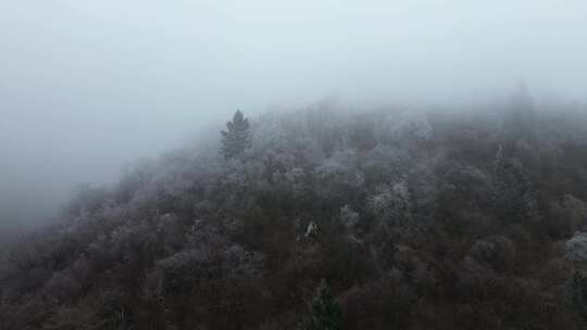 四川阿坝九寨沟县黄土梁隧道杜鹃山冬日