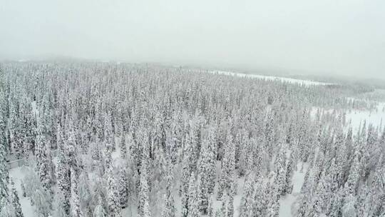 冬日的森林和厚厚的积雪