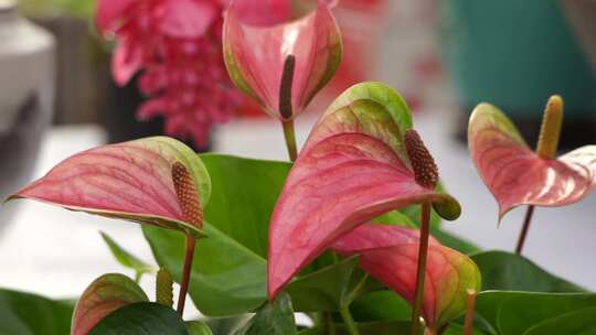 花烛 红鹅掌 红掌 花卉植物 鲜花 观赏