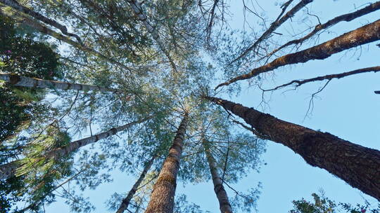 仰拍蓝天下的树林视频素材模板下载