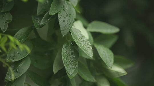 下雨植物叶子滴水绿叶天空