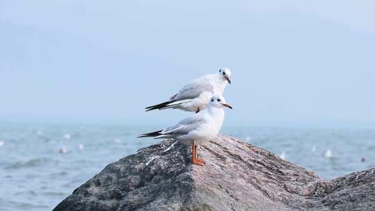 石头上的海鸥 2461