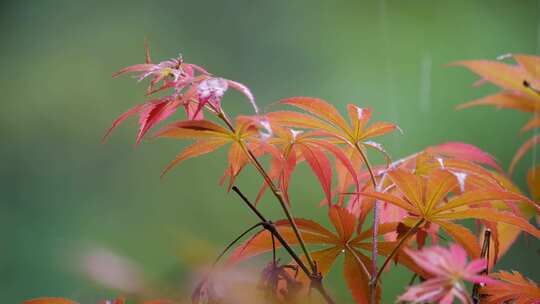 红枫叶下雨小雨秋雨秋天立秋