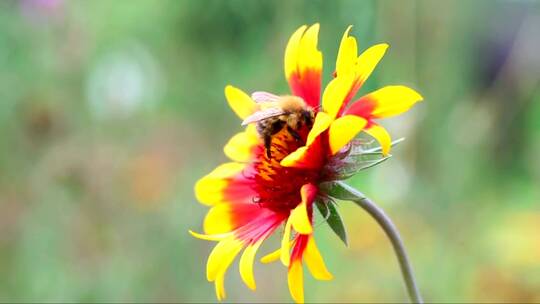 蜜蜂在花上行走