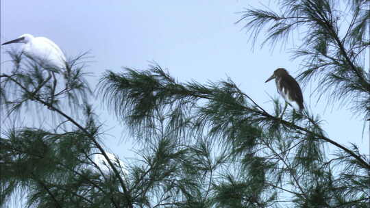 沼泽湖泊水鸟栖息地各种鸟类自然保护