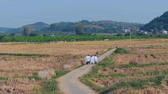 航拍天府粮仓农田农业耕地