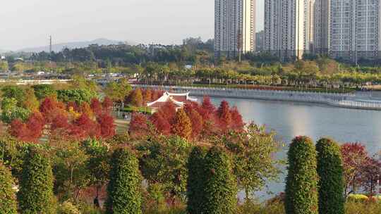 厦门 海沧 马銮湾 湿地公园 落羽杉