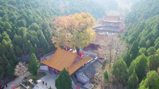 山东济南淌豆寺秋天黄色千年银杏树叶子美景