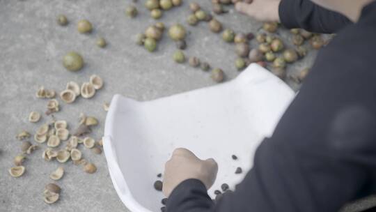 茶油果实筛选5视频素材模板下载