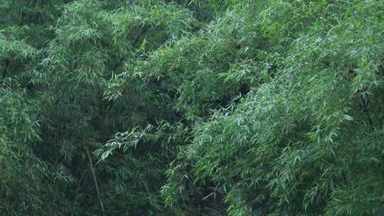 雨中的竹林