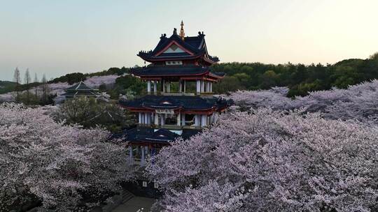 江苏 无锡 太湖 鼋头渚樱花 春天 旅游