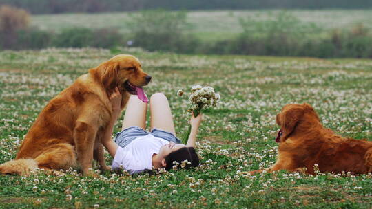 美女和宠物犬金毛狗躺在春天鲜花草地上玩耍