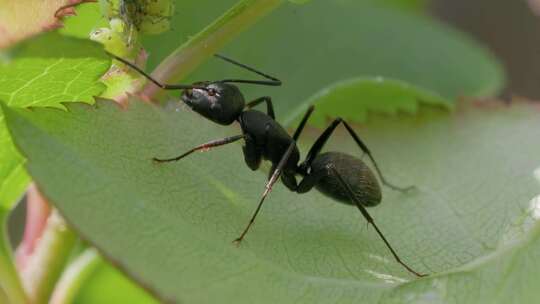 春日繁殖，大黑蚂蚁的微观世界视频素材模板下载