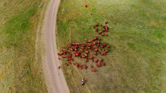新疆草原上成群结队的牛