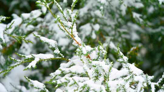 下雪天的柏树枝头积雪特写