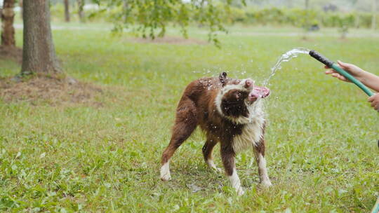 澳大利亚牧羊犬在草坪上玩水