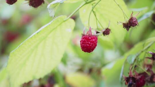 园内采摘新鲜树莓的女农场主视频素材模板下载