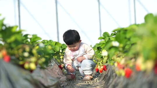 小孩在草莓地 幼儿在草莓地玩耍