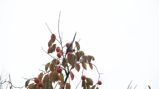 深秋初冬扬州瘦西湖在柿子树上觅食的喜鹊视频素材模板下载