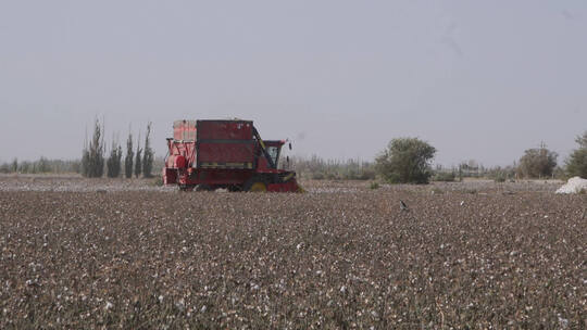 新疆棉棉田机器收割棉花堆成一大堆