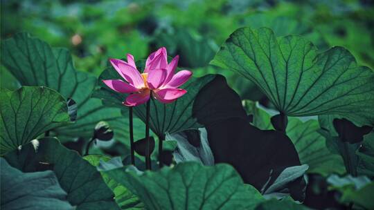 荷花自然涟漪露水池塘开花莲蓬公园花瓣雨诗