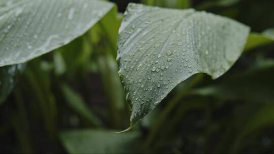 雨打在树叶上