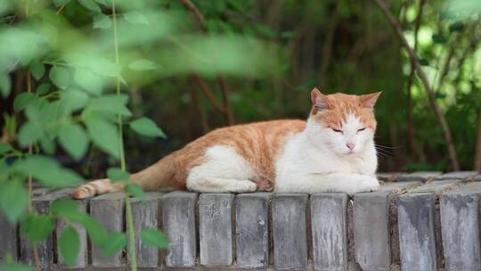 橘猫躺在窗台上休息