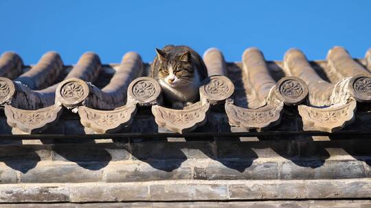 老北京胡同房檐上的猫咪
