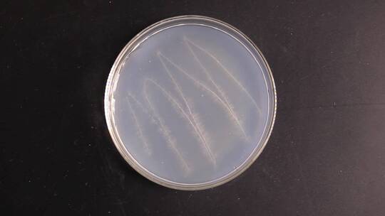 微生物学实验器材菌落展示