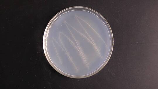 微生物学实验器材菌落展示视频素材模板下载