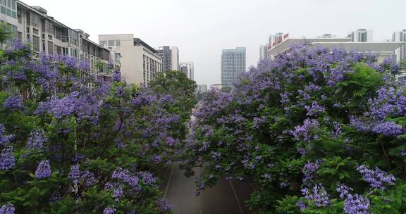 长风路蓝花楹*12